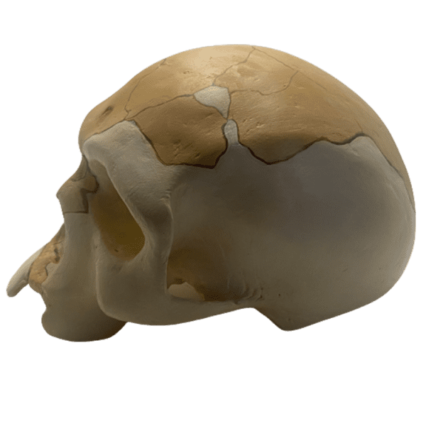 Homo sapiens (Florisbad) - Image 4