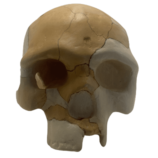Homo sapiens (Florisbad)
