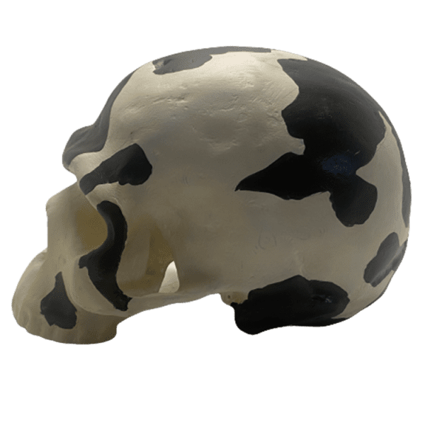 Homo sapiens (Omo) - Image 4