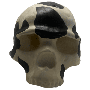 Homo sapiens (Omo)
