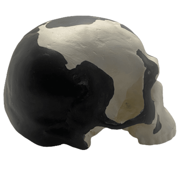 Homo sapiens (Omo) - Image 6