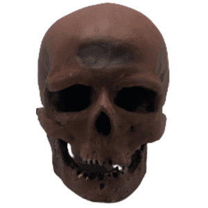 Homo sapiens (Cro-Magnon Man)