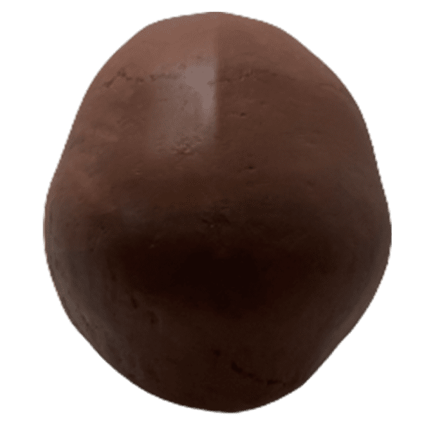 Homo sapiens (Cro-Magnon Man) - Image 4