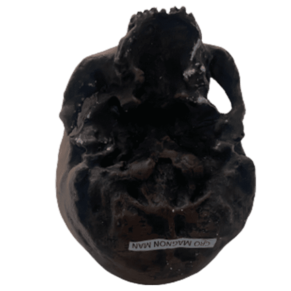 Homo sapiens (Cro-Magnon Man) - Image 6