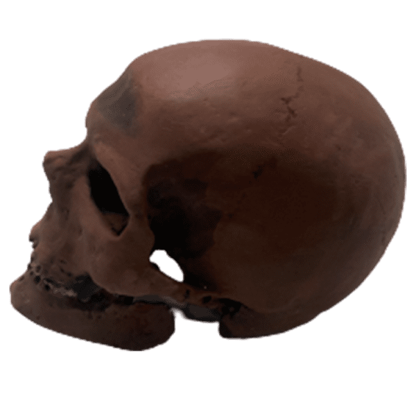 Homo sapiens (Cro-Magnon Man) - Image 3