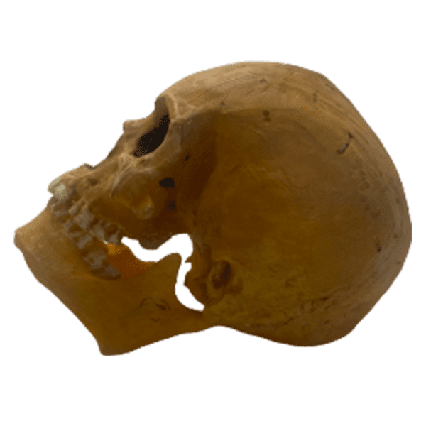 Homo sapiens (Grimaldi Man) - Image 2