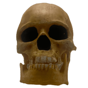 Homo sapiens (Grimaldi Man)