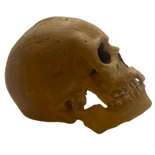 Homo sapiens (Grimaldi Man) - Image 4