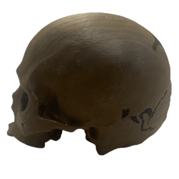 Homo sapiens (Chancelade Man) - Image 2
