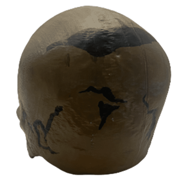 Homo sapiens (Chancelade Man) - Image 3