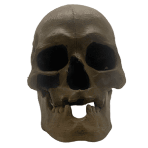Homo sapiens (Chancelade Man)