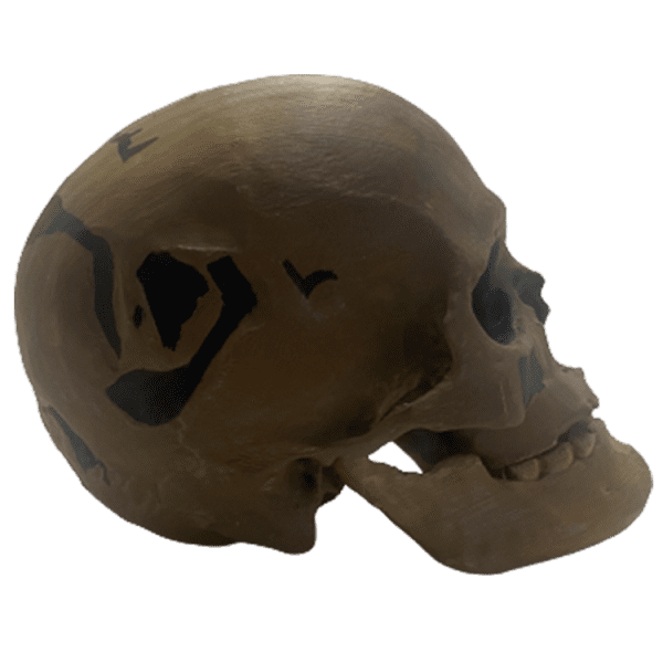 Homo sapiens (Chancelade Man) - Image 4