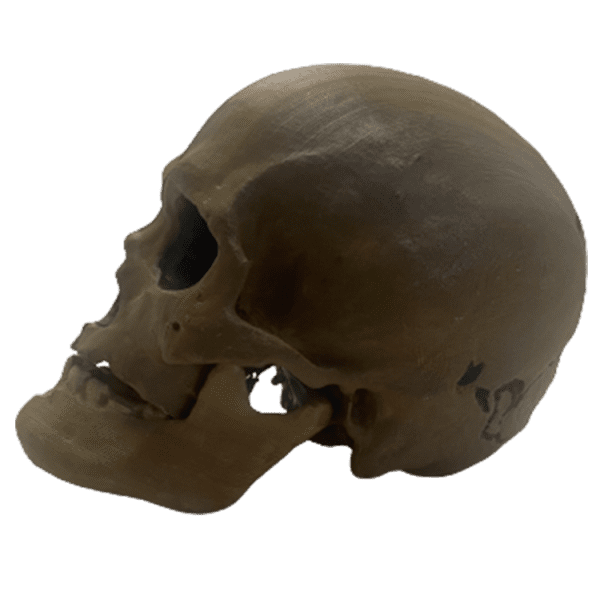 Homo sapiens (Chancelade Man) - Image 5