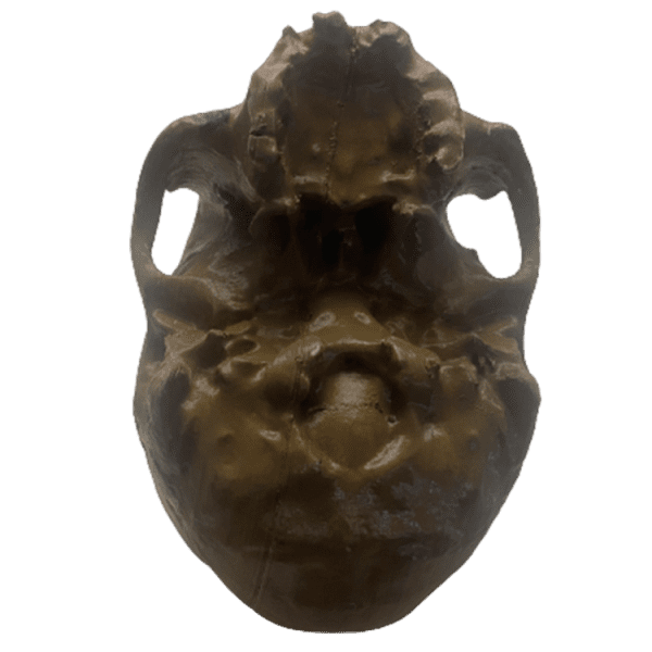 Homo sapiens (Chancelade Man) - Image 6