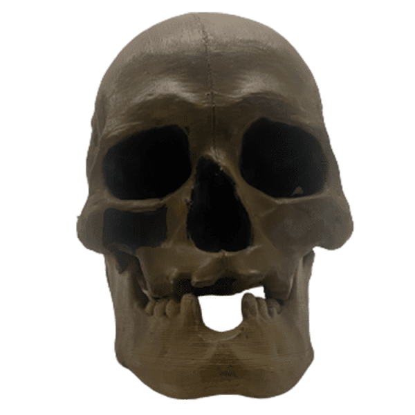 Homo sapiens (Chancelade Man)