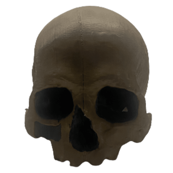 Homo sapiens (Chancelade Man) - Image 8