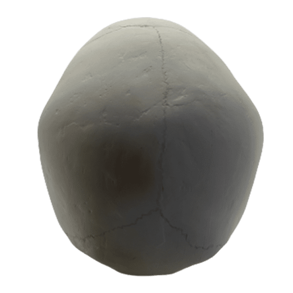 Homo sapiens sapiens (Anatomically modern man) - Image 3