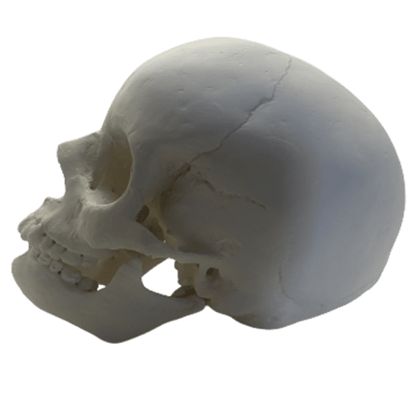 Homo sapiens sapiens (Anatomically modern man) - Image 4