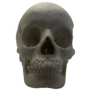 Homo sapiens sapiens (Anatomically modern man)
