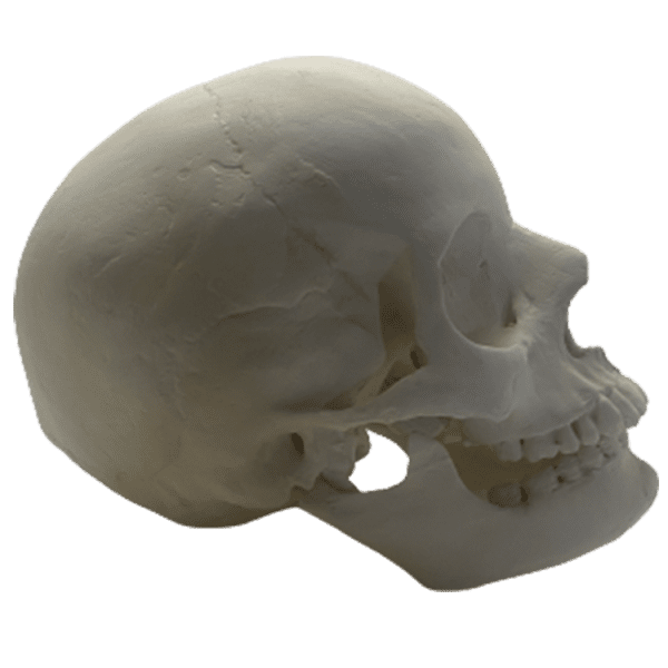 Homo sapiens sapiens (Anatomically modern man) - Image 5