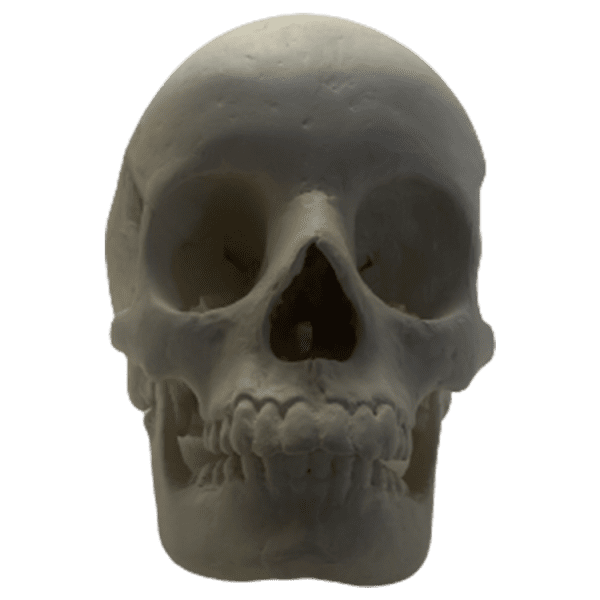 Homo sapiens sapiens (Anatomically modern man)