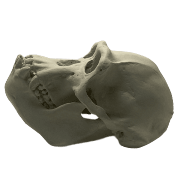Chimpanzee (Pan troglodytes) - Image 3