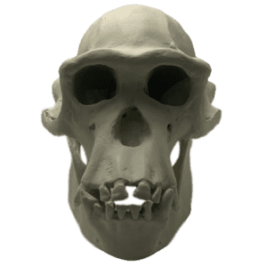 Chimpanzee (Pan troglodytes)