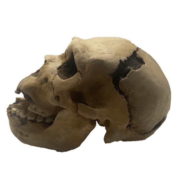 Homo heidelbergensis (Atapuerca Skull) - Image 2