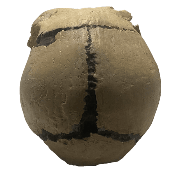 Homo heidelbergensis (Atapuerca Skull) - Image 3