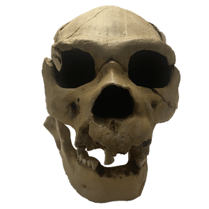 Homo heidelbergensis (Atapuerca Skull)