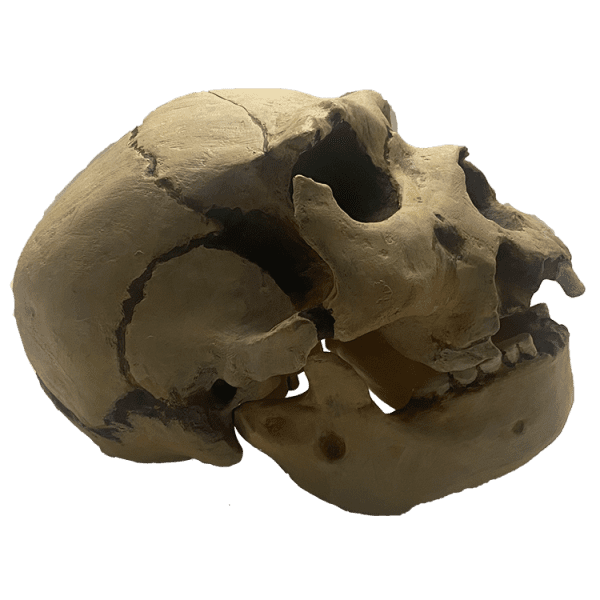 Homo heidelbergensis (Atapuerca Skull) - Image 4