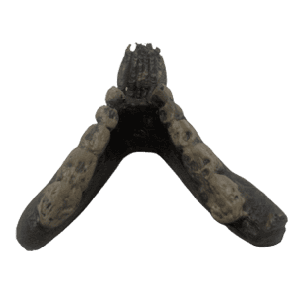 Parapithecus frassi - Image 4