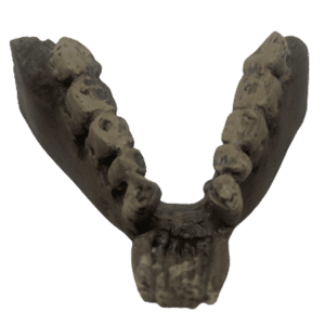 Parapithecus frassi