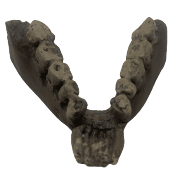 Parapithecus frassi