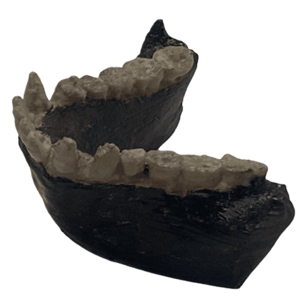 Apidium - Image 3