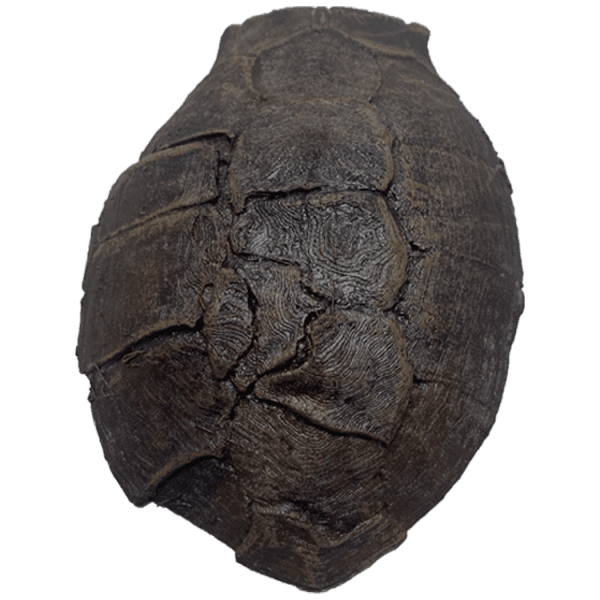 Tortoise core