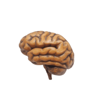 Brain