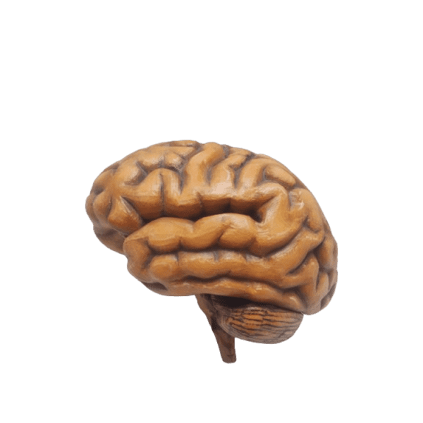 Brain