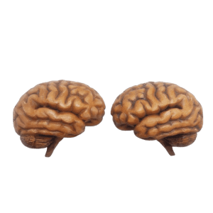 Brain Hemisphere