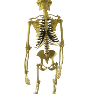 Chimpanzee