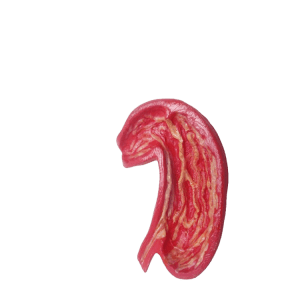 Cross section of stomach