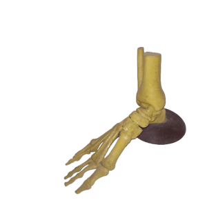 Disarticulated Foot