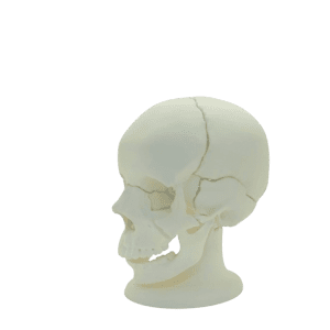 Disarticulated Skull