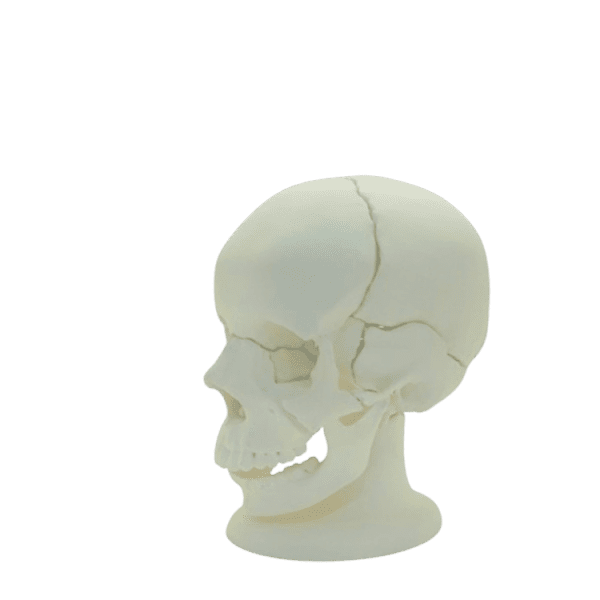Disarticulated Skull