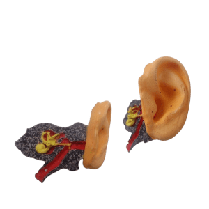 External and Internal Ear
