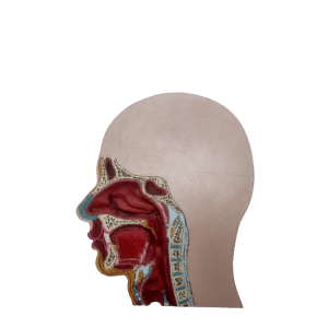 Facial Anatomy