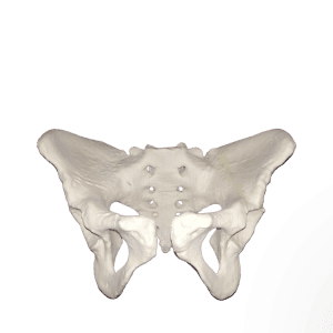Female Pelvis