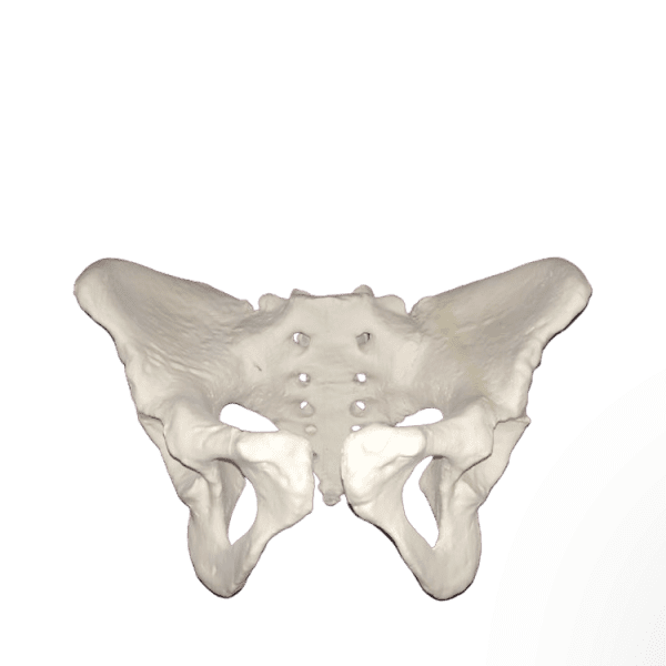 Female Pelvis