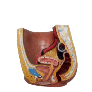 Female Reproduction System