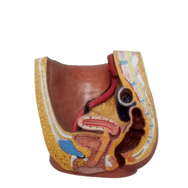 Female Reproduction System